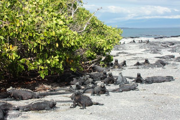 galapagos islands official tourism site