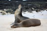 Galapagos Islands Fur Seal