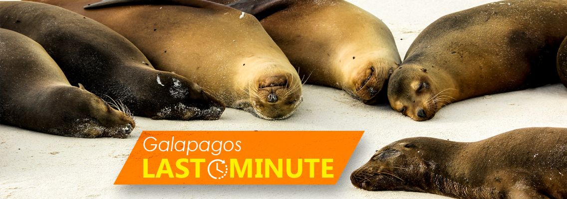 Galapagos Last Minute Offers